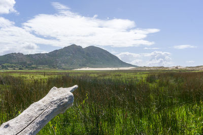 Scenic view of field against sky