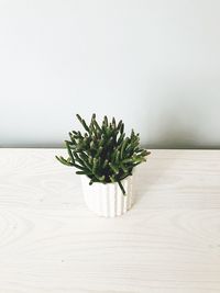 Close-up of plant on table