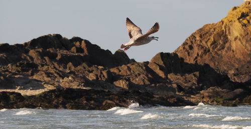 Seagull flying over rocks by sea against clear sky