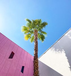 Low angle view of palm tree against clear blue sky