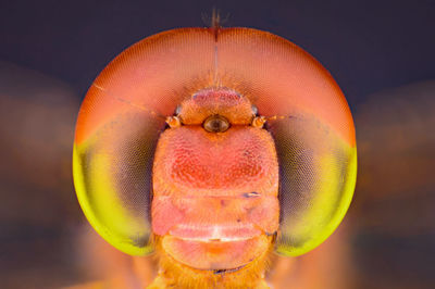 Close-up portrait of a ladybug