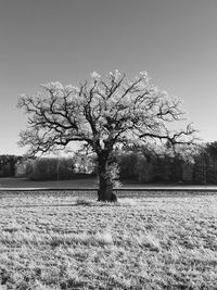 Bare trees on landscape against clear sky