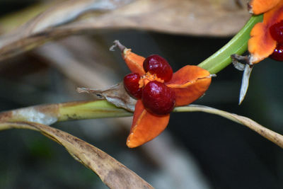 Close-up of red berries on tree