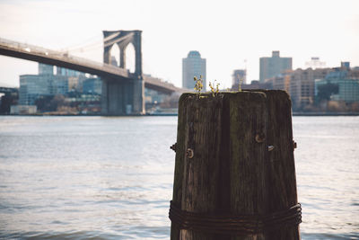 Close-up of wooden structure against brooklyn bridge over east river