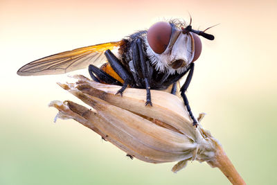 Close-up of bee on flower