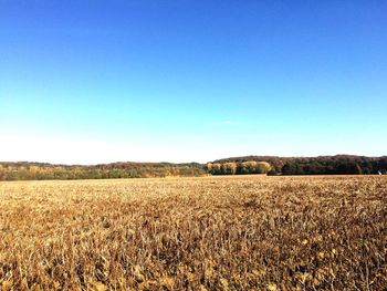 Scenic view of agricultural field against clear blue sky