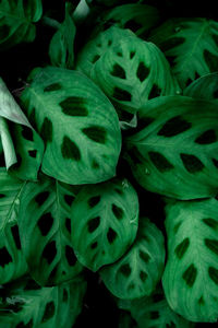 Full frame shot of fresh green plants