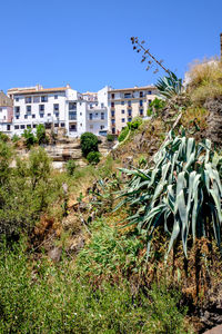 Plants growing on field against buildings