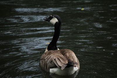 Duck on lake