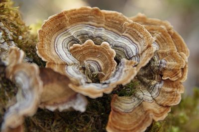 Close-up of a mushrooms