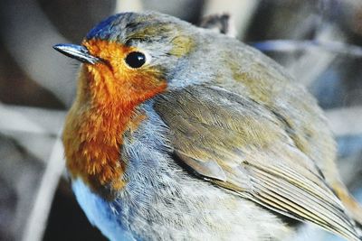 Close-up of bird perching outdoors