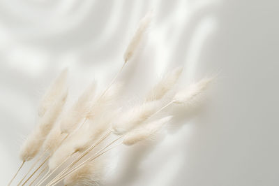 Close-up of feather against white background