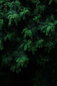 High angle view of leaves and trees in forest