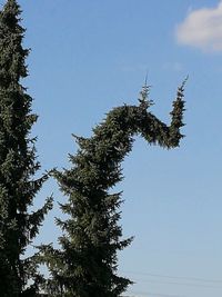 Low angle view of pine tree against clear blue sky