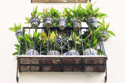 Close-up of potted plants on window