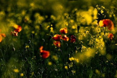 Close-up of red poppy flowers in field