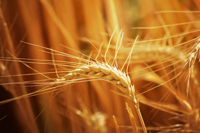 Close-up of stalks in field