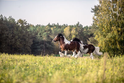 Horses in a field