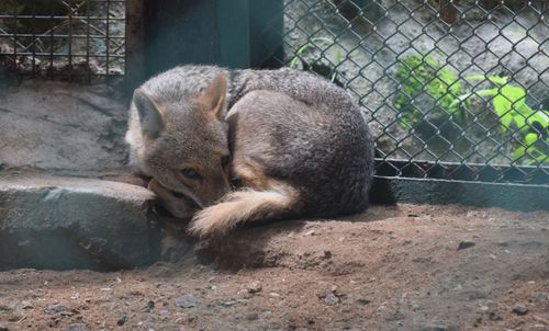 Fox resting at zoo