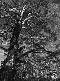 Low angle view of bare tree against sky