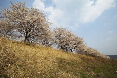 Bare tree on field against sky