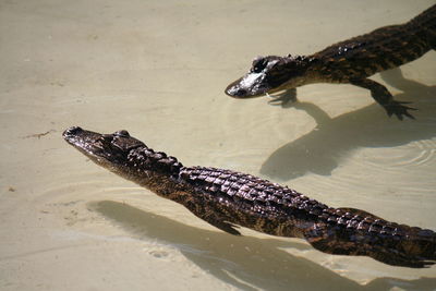 View of alligators in water