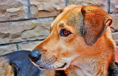 Close-up of an animal