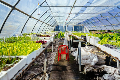 High angle view of plants