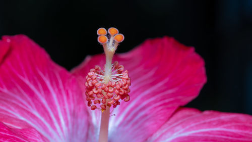 Close-up of fresh pink hibiscus flower against black background