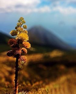 Close-up of yellow flower on field against sky