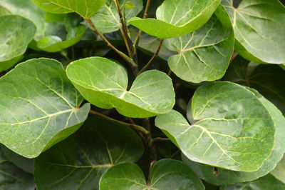 High angle view of green leaves