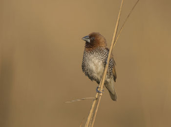 Close-up of bird perching on branch