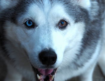 Close-up portrait of dog