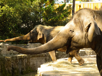 Elephant in a zoo