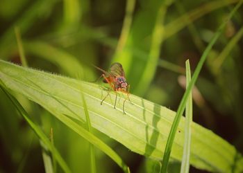 Close-up of grasshopper on leaf