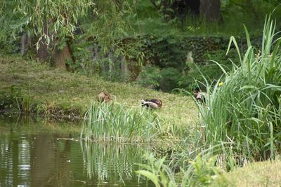 Ducks in a lake