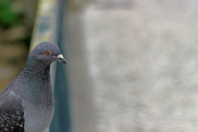 High angle view of pigeon on railing
