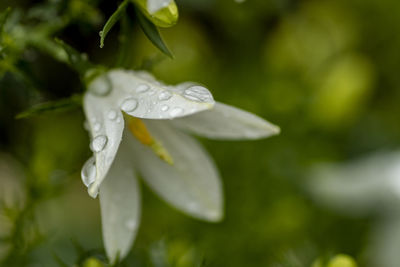 Close-up of wet white flowering plant