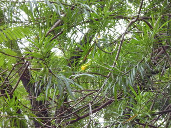 Plants growing on tree