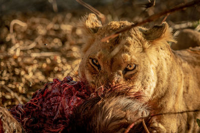 Close-up of lioness