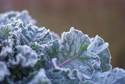 Close-up of frozen plants during winter