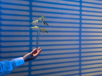 Doctor holds cannabis branch, fighting with insomnia against background of night ward with blinds