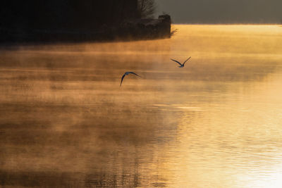 Birds flying over lake