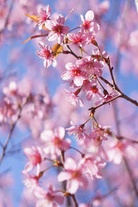 Low angle view of cherry blossoms in spring