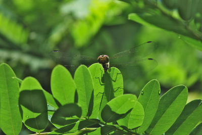 Close-up of insect on plant