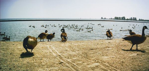 Flock of birds on beach against clear sky
