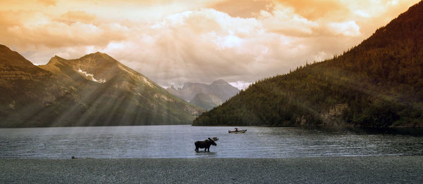 Moose in lake against sky
