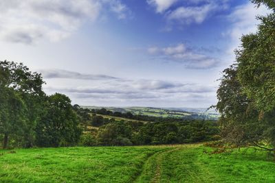 Trees on field against sky