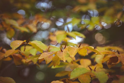 Close-up of autumnal leaves