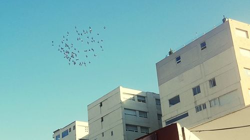 Low angle view of birds flying against clear blue sky